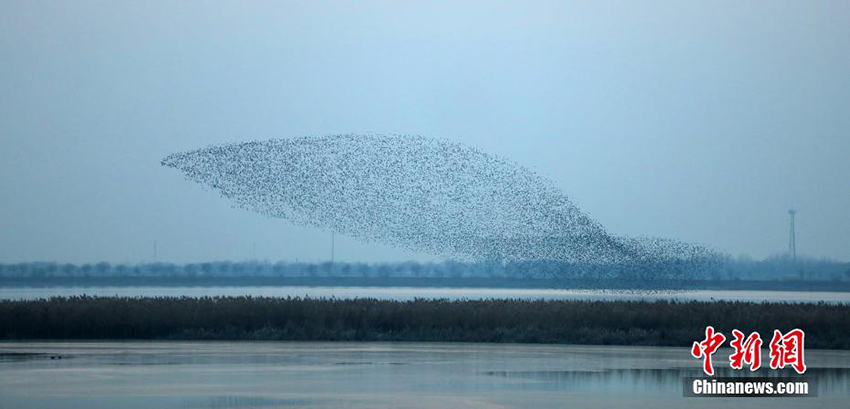 أسراب الطيور المهاجرة تحلق فوق بحيرة هنغشوي، أجمل أرض رطبة في شمالي الصين