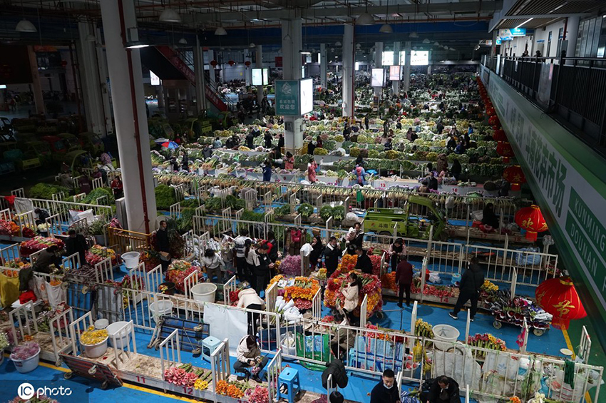 انتعاش سوق الزهور في مقاطعة يوننان مع اقتراب عيد الحب