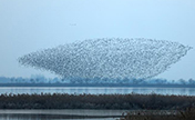 أسراب الطيور المهاجرة تحلق فوق بحيرة هنغشوي، أجمل أرض رطبة في شمالي الصين