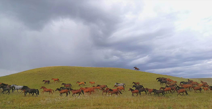 تقرير: صناعة الخيول في شينجيانغ تدخل عصر التطور السريع