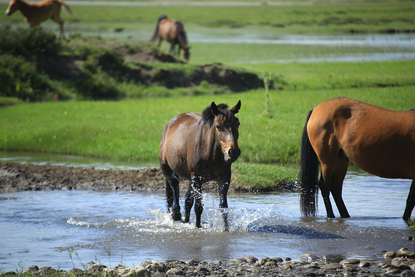 تقرير: صناعة الخيول في شينجيانغ تدخل عصر التطور السريع