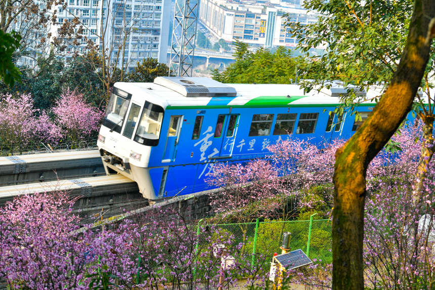 فصل الربيع.. قطارات مترو تشونغتشينغ تعتبر بحر الزهور