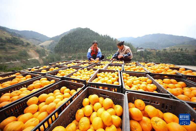 الصين تحدد المهام الرئيسية لتعزيز النهوض الريفي بشكل شامل في 2022