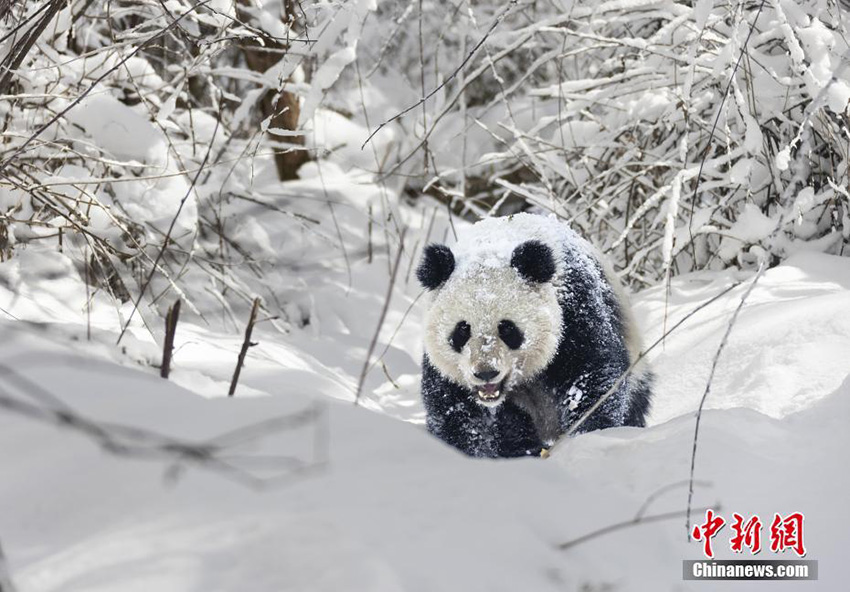 الثلوج تدخل المرح على الباندا في محافظة أبا بسيتشوان