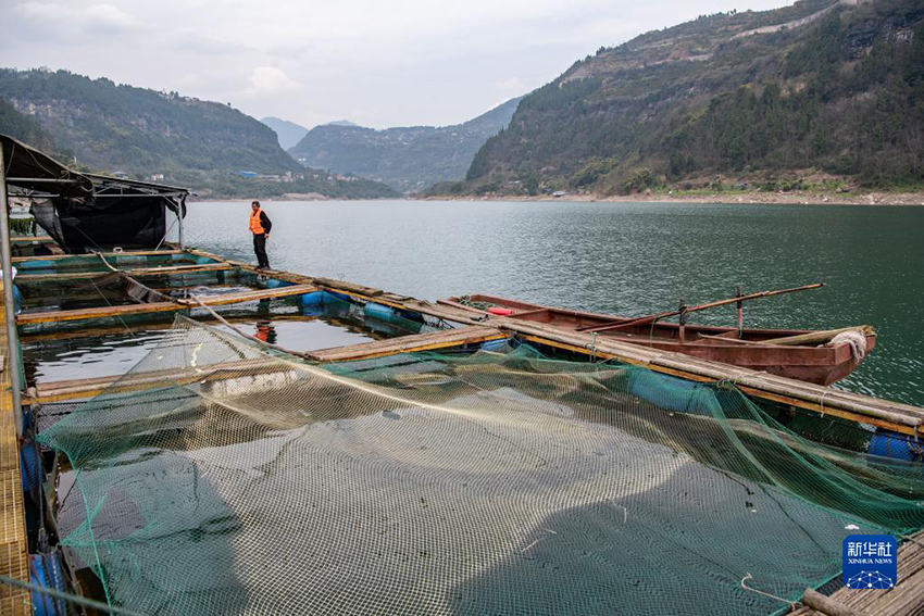 الأبحاث حول التكاثر الاصطناعي لسمك حفش اليانغتسي تتقدم بسلاسة
