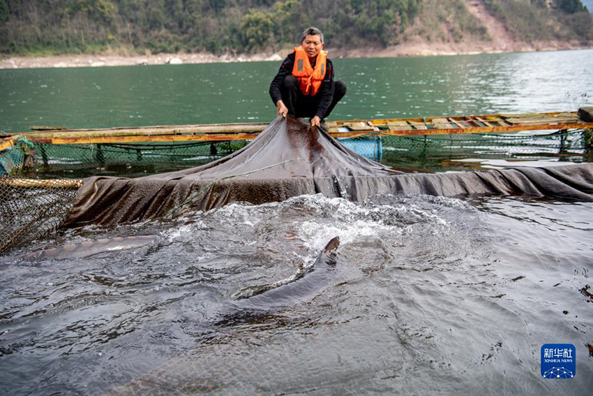 الأبحاث حول التكاثر الاصطناعي لسمك حفش اليانغتسي تتقدم بسلاسة
