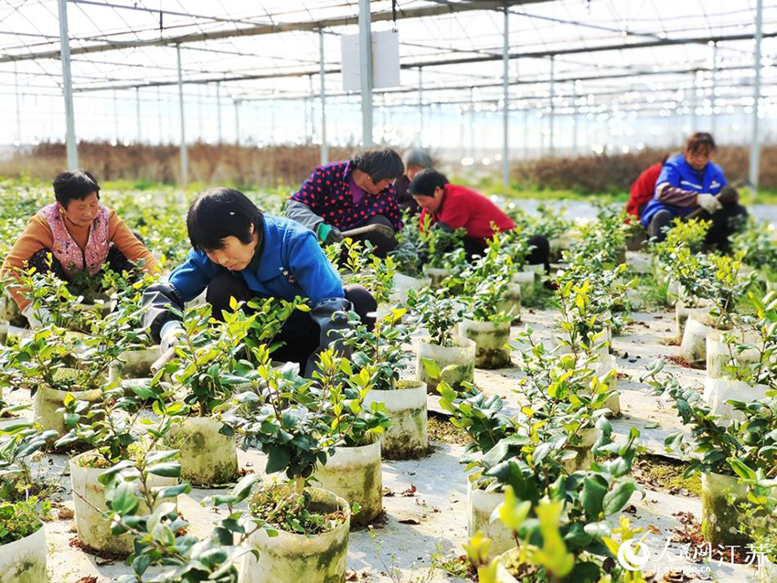 شويانغ ، جيانغسو: مدينة صناعة زراعة الزهور