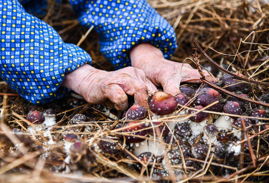 انطلاق موسم جمع فطر الصنوبر الأحمر