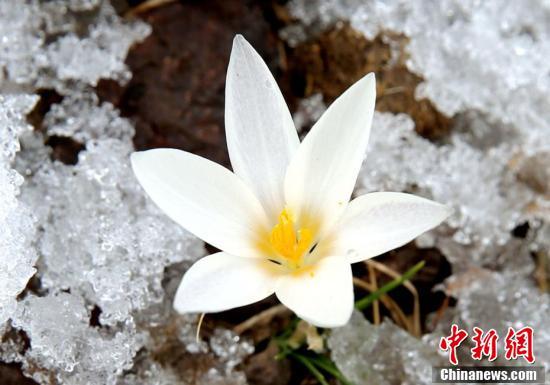 زنبق شينجيانغ البري .. زهور تزهر في أحضان الجليد