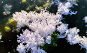 "أزهار الجليد" تتفتّح مع ارتفاع درجات الحرارة في منغوليا الداخلية