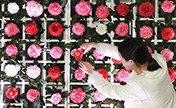 مع بداية الربيع، انتعاش سوق زهور الكاميليا في مدينة جينهوا