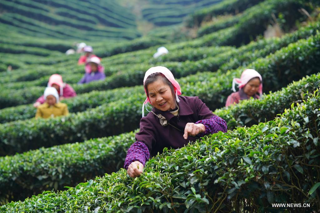 قطف الشاي الربيعي في الصين
