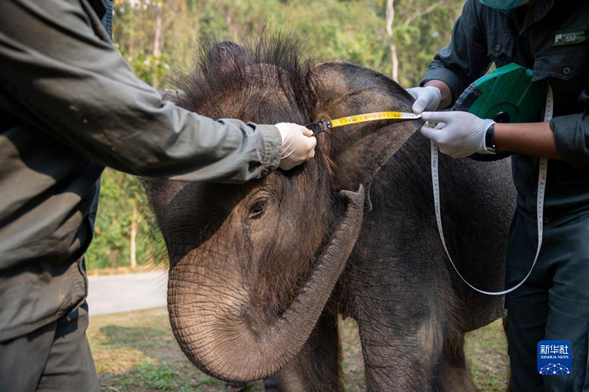 في مقاطعة يوننان، إنقاذ فيل صغير تخلّف عن القطيع