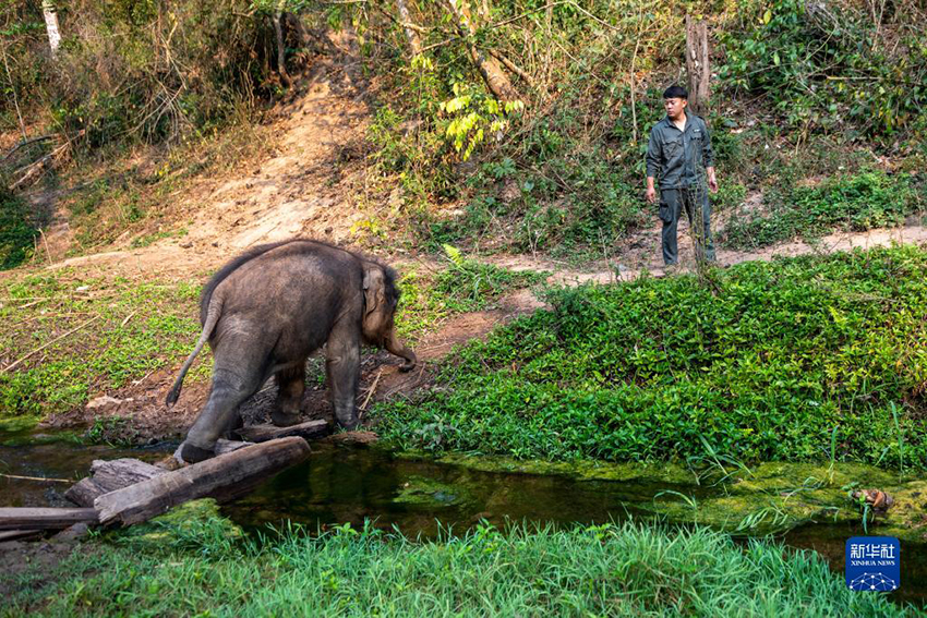 في مقاطعة يوننان، إنقاذ فيل صغير تخلّف عن القطيع