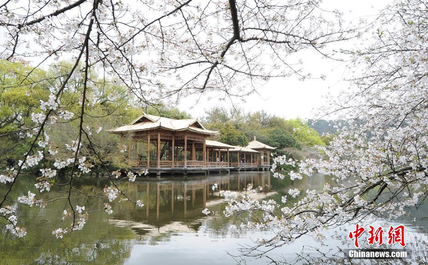 البحيرة الغربية في هانغتشو تستقبل موسم تفتُّح أزهار الكرز