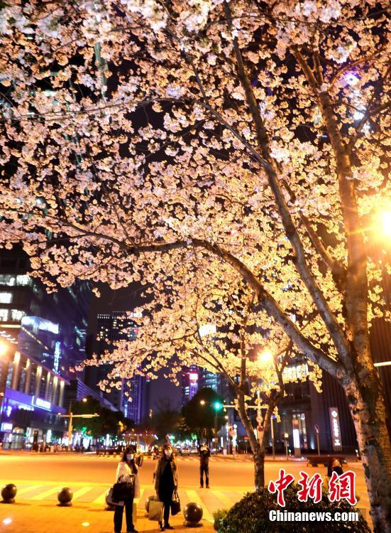 أزهار الكرز تزيّن ليل مدينة سوتشو