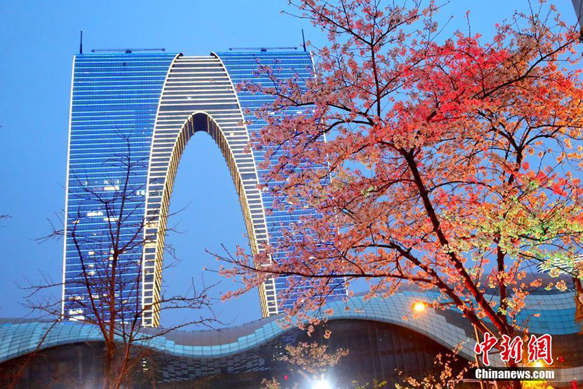 أزهار الكرز تزيّن ليل مدينة سوتشو