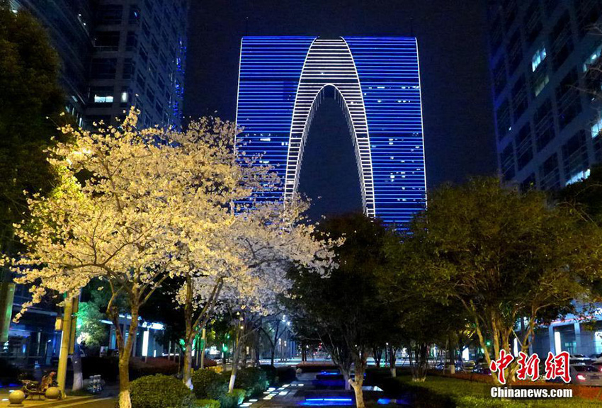 أزهار الكرز تزيّن ليل مدينة سوتشو