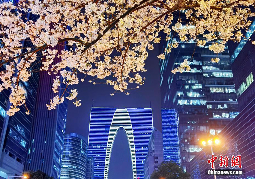 أزهار الكرز تزيّن ليل مدينة سوتشو