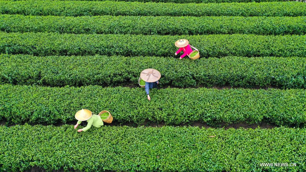 قطف الشاي الربيعي في الصين