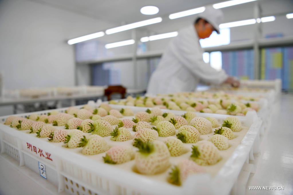 زراعة الفراولة البيضاء في شمالي الصين