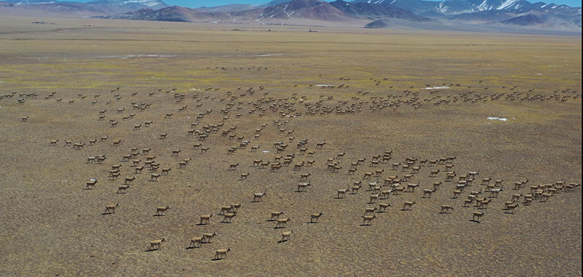 مشهد مذهل: قرابة عشرة آلاف من الظباء التبتية مجتمعة في منطقة آلي في التبت