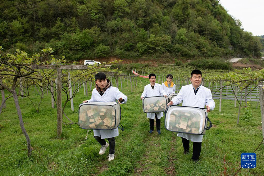 قوييانغ: مكافحة الحشرات بالحشرات