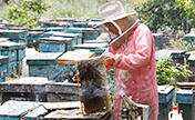قوانغتشو: النحالون منهمكون في جني العسل مع حلول فصل الربيع
