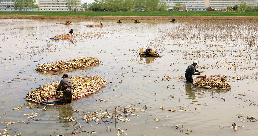 حلول موسم حصاد جذور اللوتس في جيانغسو