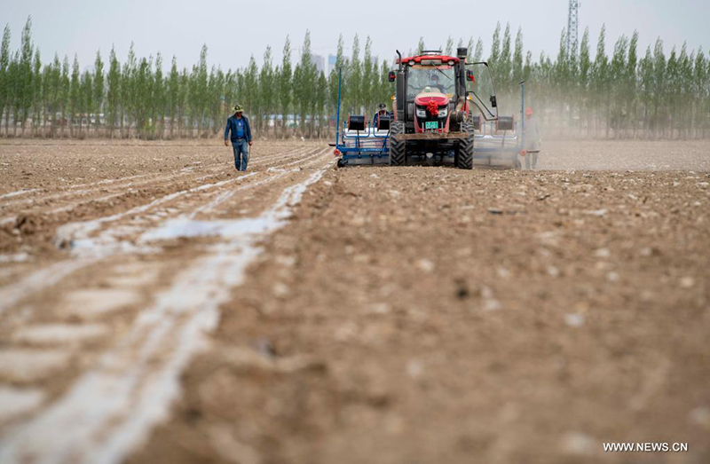 حياة مزارع قطن في منطقة شينجيانغ الويغورية خلال موسم بذر البذور في الربيع