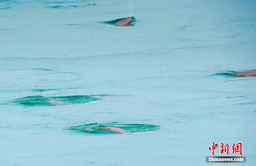 ستة خنازير البحر تظهر بنهر اليانغتسي بهوبي