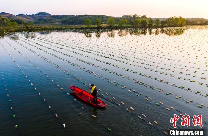 انطلاق موسم زراعة بلح البحر اللؤلؤي في شيانغشي