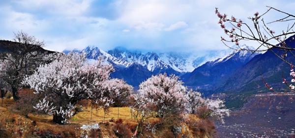 سوسونغ، قرية أزهار الخوخ فوق هضاب التبت