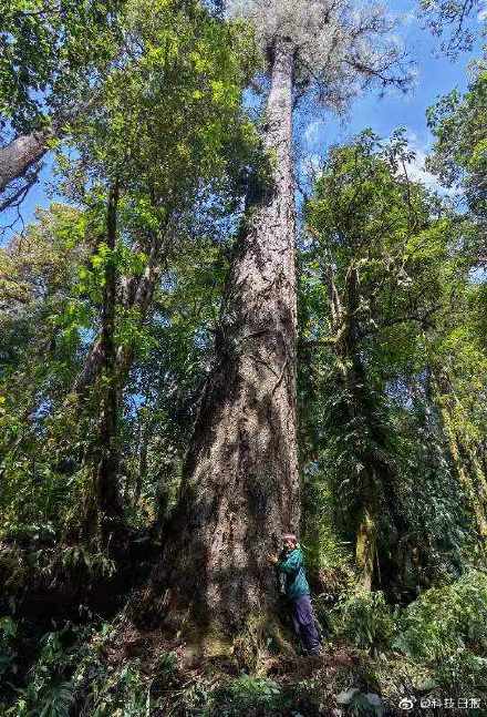 76.8 متر!  .. الصين تعثر على أطول شجرة معروفة في البلاد  في ميدوج، التبت 