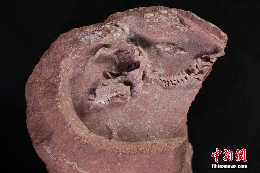 اكتشاف أحفورين لديناصورات الهادروسورس، يعدّان الأكثر اكتمالا