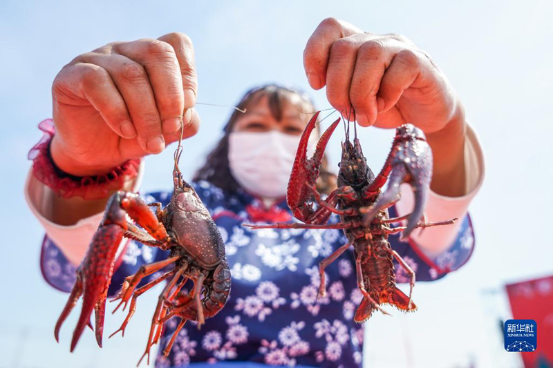 جيانغسو تستضيف مهرجان شيويي، الصين الدولي الـ 22 لصيد جراد البحر