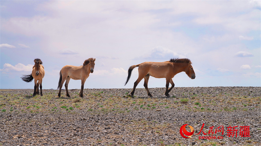 زيادة عدد الخيول البرية في محمية كارامايلي بشينجيانغ