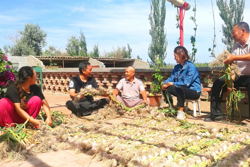صناعات متنوعة تضمن لمزيد من مزارعي شينجيانغ حياة كريمة