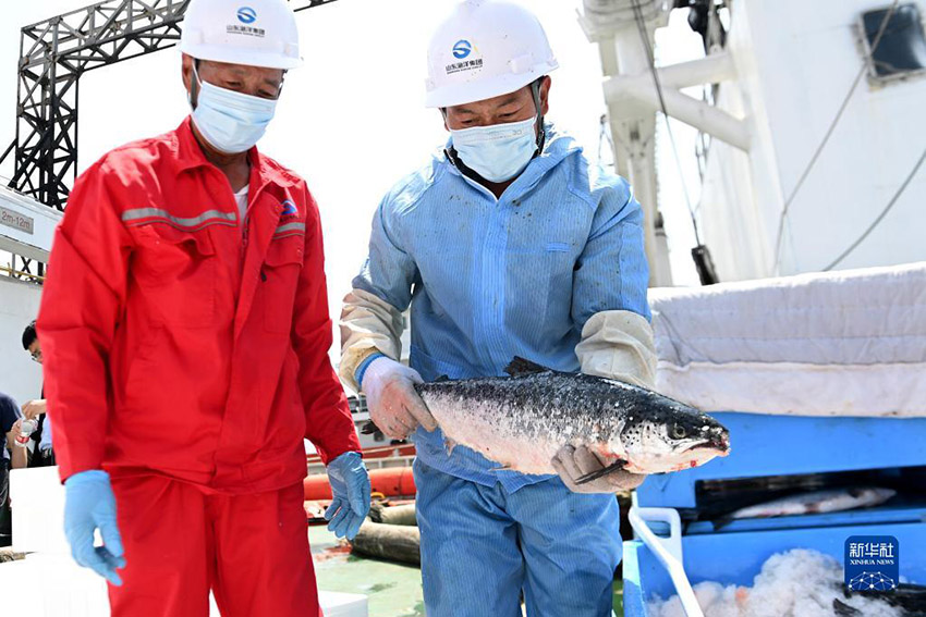 أول غواصة صينية لتربية الأسماك تعود بحمولة سلمون من المياه العميقة