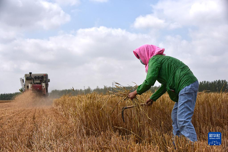 الصين تحصد أكثر من 80 في المائة من القمح