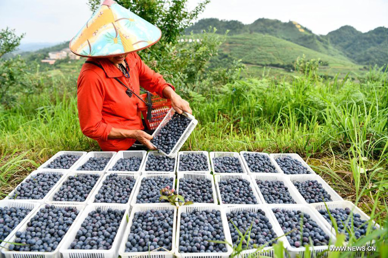 موسم حصاد التوت الأزرق جنوب غربي الصين