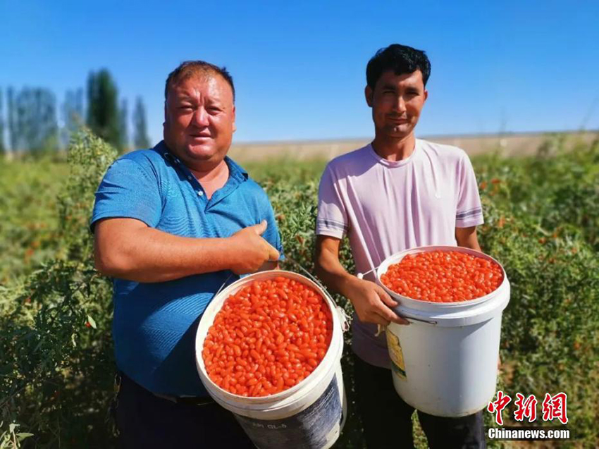 محصول وفير من السنفورينة الغربية في شينجيانغ هذا العام