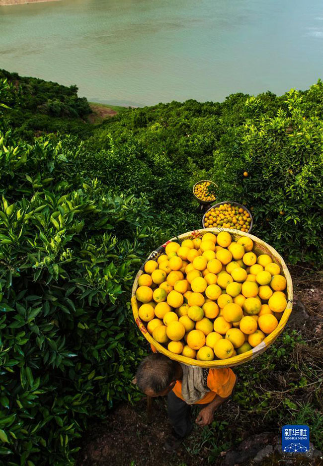 محافظة زيجوي بهوبي تبدأ جني محصول البرتقال الصيفي