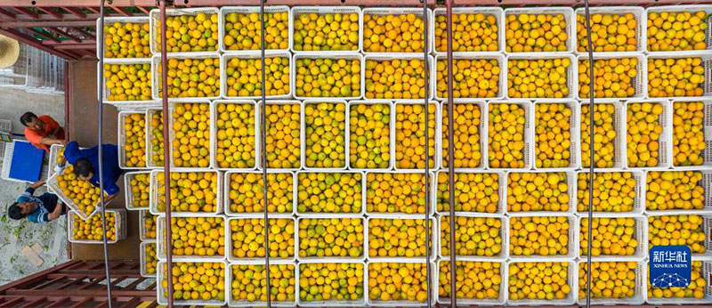 محافظة زيجوي بهوبي تبدأ جني محصول البرتقال الصيفي