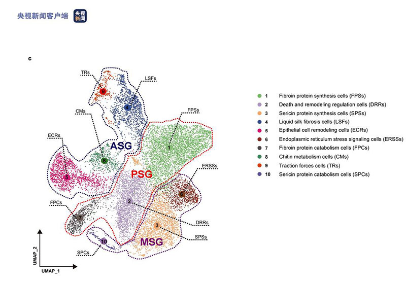 علماء صينيون يحققون اختراقا مهما في بحوث دودة القز