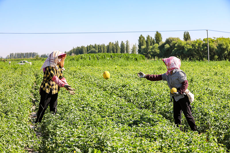الهوتوبي ، شينجيانغ: مزارعو الشمام الأصفر تغمرهم الفرحة في موسم الحصاد