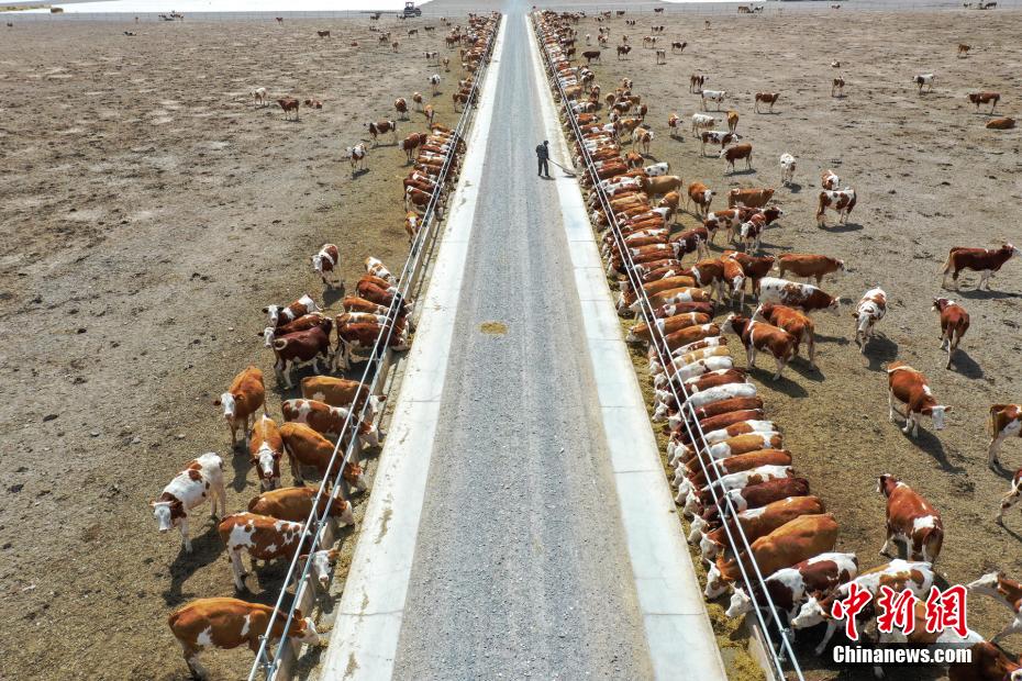 مزرعة ضخمة في صحراء غوبي، تجمع بين تربية الأبقار ومكافحة الرمال