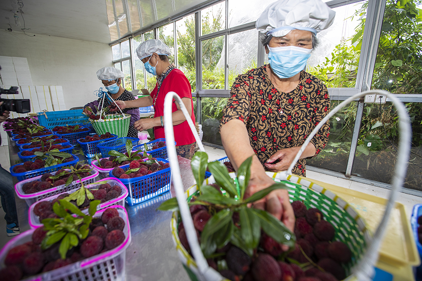 تايتشو، تشجيانغ: ناموسيات الفاكهة تزيد من الإنتاج وتحسن من دخل مزارعين