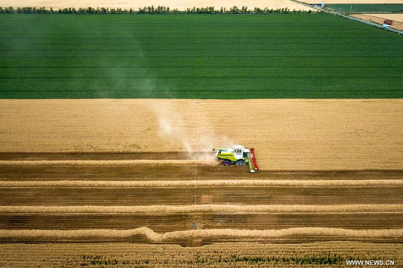 شينجيانغ تستفيد من العلوم والتكنولوجيا والآلات الزراعية الحديثة في تحقيق محصول وفير