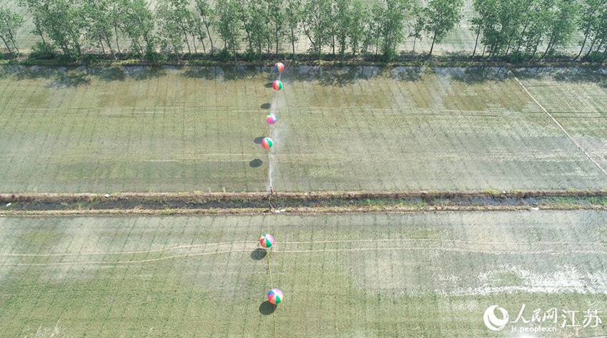 سيهونغ ، جيانغسو: استخدام البالونات في رش المبيدات